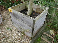 Olijfboom - afbeelding 2 van  3