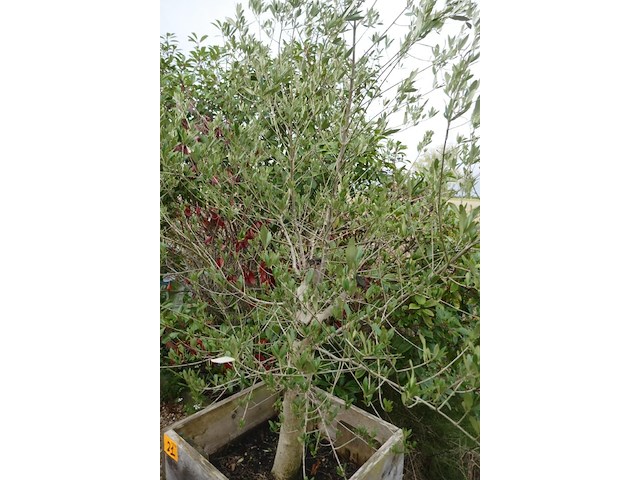 Olijfboom - afbeelding 3 van  3