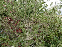 Olijfboom - afbeelding 3 van  3