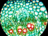 Opbergdoos met 100 microscoop dekglaasjes met verschillende platen,dieren,? - afbeelding 5 van  5