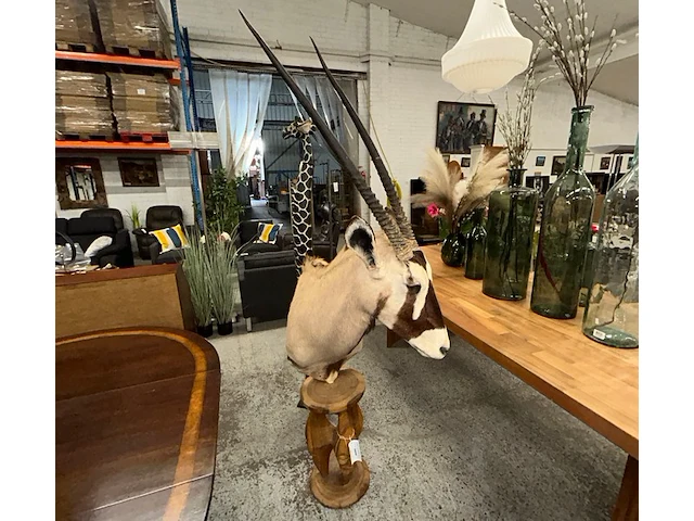 Opgezette kop van oryx gazelle - afbeelding 1 van  12
