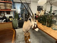 Opgezette kop van oryx gazelle - afbeelding 1 van  12
