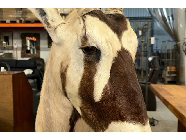 Opgezette kop van oryx gazelle - afbeelding 2 van  12