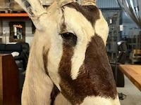 Opgezette kop van oryx gazelle - afbeelding 2 van  12