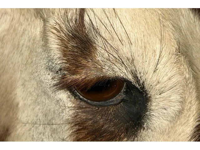 Opgezette kop van oryx gazelle - afbeelding 3 van  12