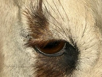 Opgezette kop van oryx gazelle - afbeelding 3 van  12