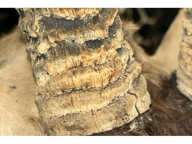 Opgezette kop van oryx gazelle - afbeelding 4 van  12