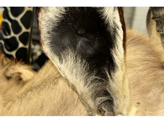 Opgezette kop van oryx gazelle - afbeelding 5 van  12