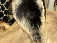 Opgezette kop van oryx gazelle - afbeelding 5 van  12