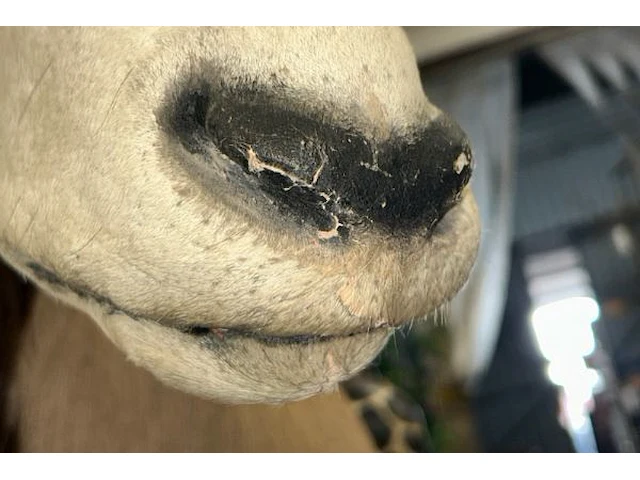 Opgezette kop van oryx gazelle - afbeelding 8 van  12