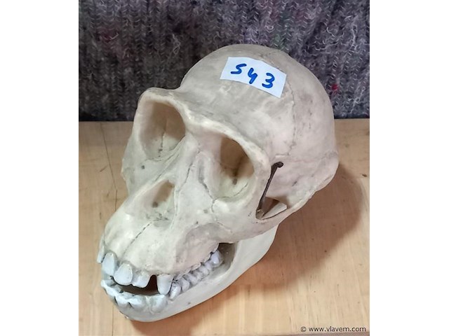 Oude medisch les materiaal - afbeelding 1 van  1