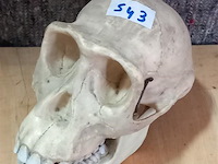 Oude medisch les materiaal - afbeelding 1 van  1