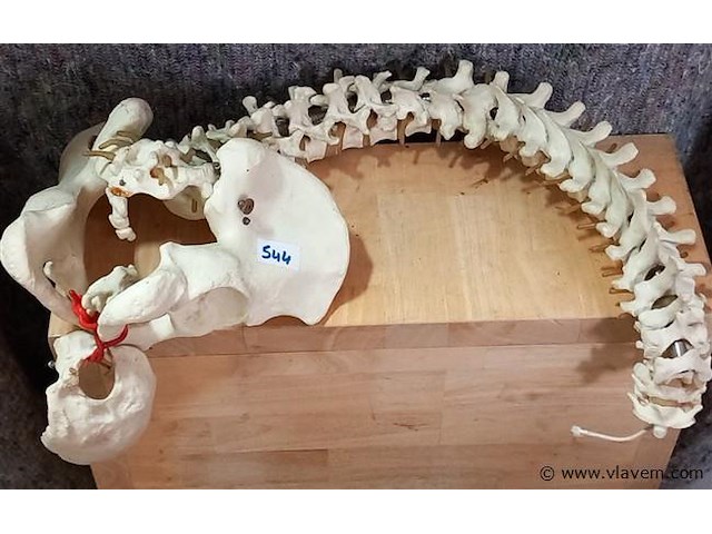 Oude medisch les materiaal - afbeelding 1 van  1