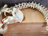 Oude medisch les materiaal - afbeelding 1 van  1