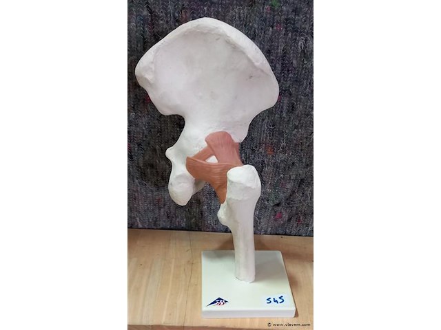 Oude medisch les materiaal - afbeelding 1 van  1