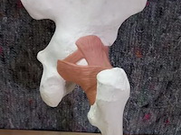 Oude medisch les materiaal - afbeelding 1 van  1