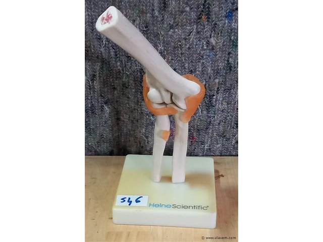 Oude medisch les materiaal - afbeelding 1 van  1