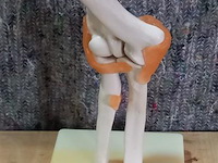 Oude medisch les materiaal - afbeelding 1 van  1