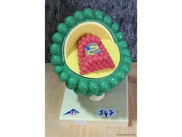 Oude medisch les materiaal - afbeelding 1 van  1