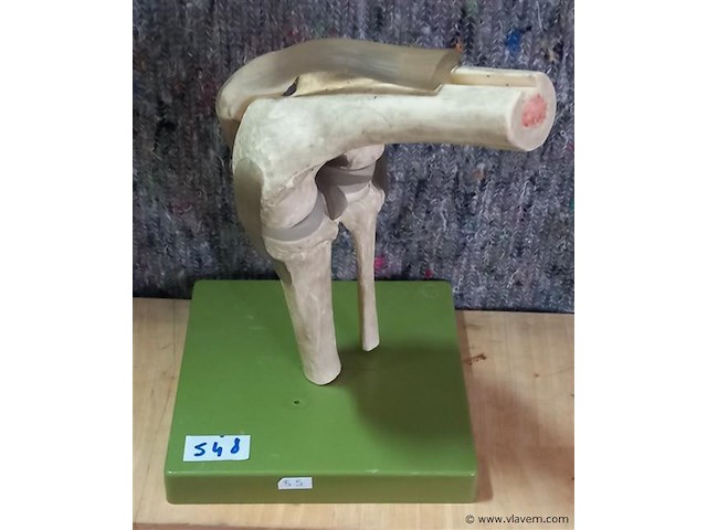 Oude medisch les materiaal - afbeelding 1 van  1