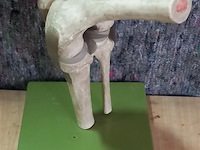 Oude medisch les materiaal - afbeelding 1 van  1