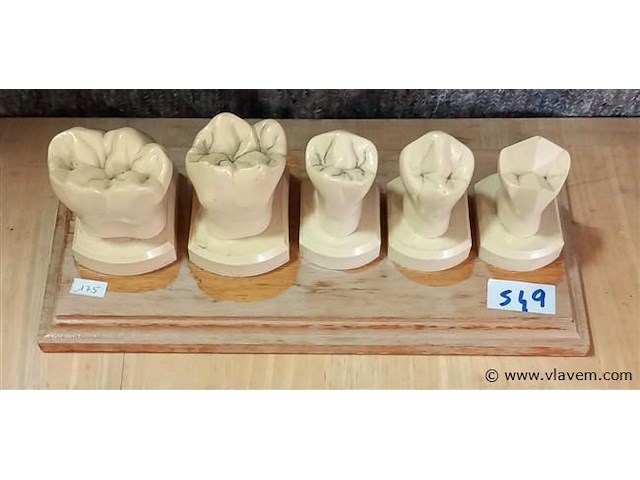 Oude medisch les materiaal - afbeelding 1 van  1