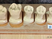 Oude medisch les materiaal - afbeelding 1 van  1