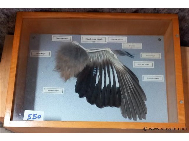 Oude medisch les materiaal - afbeelding 1 van  1