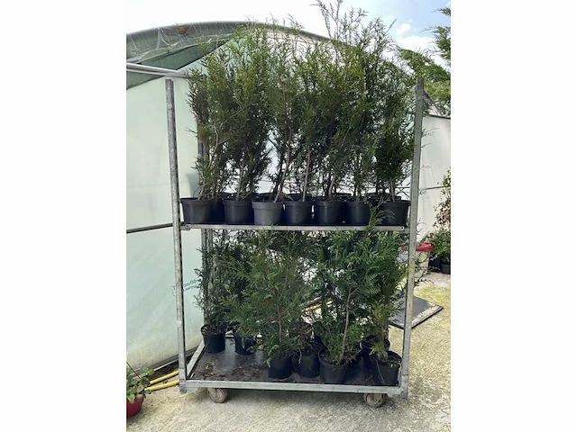 Overige bomen en planten - thuja atrovirens (33x) - afbeelding 1 van  7