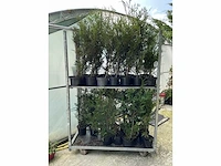 Overige bomen en planten - thuja atrovirens (33x) - afbeelding 1 van  7