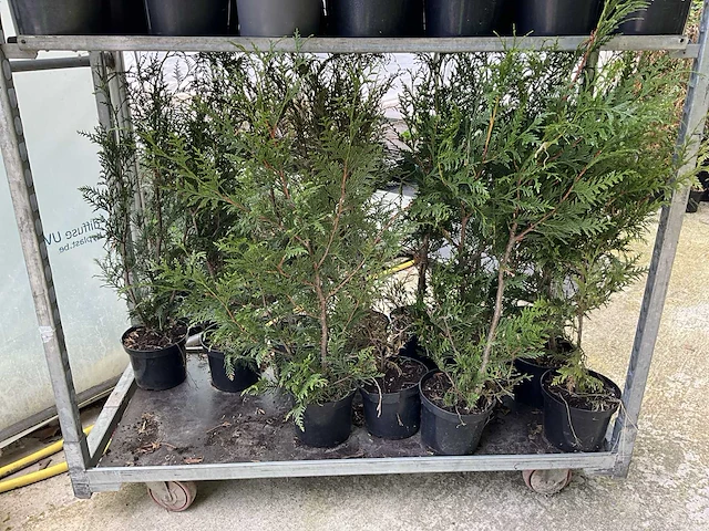 Overige bomen en planten - thuja atrovirens (33x) - afbeelding 2 van  7
