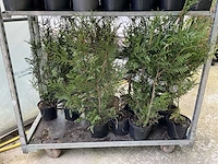 Overige bomen en planten - thuja atrovirens (33x) - afbeelding 2 van  7