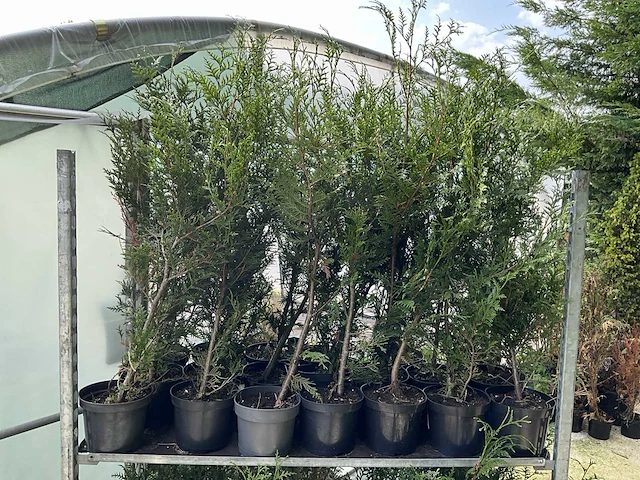 Overige bomen en planten - thuja atrovirens (33x) - afbeelding 3 van  7
