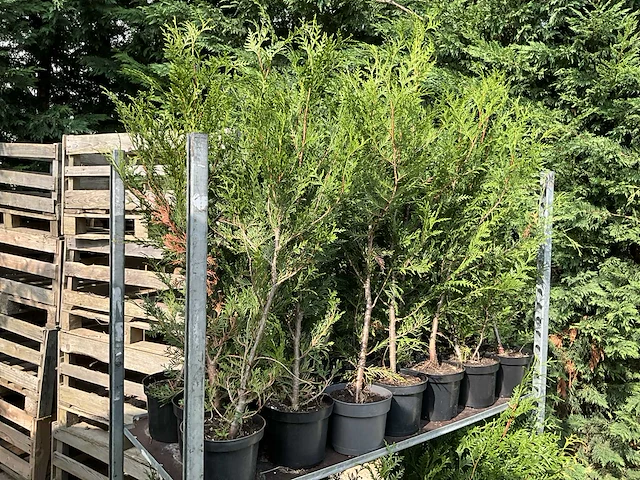 Overige bomen en planten - thuja atrovirens (33x) - afbeelding 4 van  7