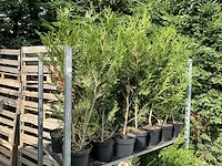 Overige bomen en planten - thuja atrovirens (33x) - afbeelding 4 van  7