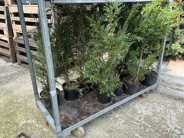 Overige bomen en planten - thuja atrovirens (33x) - afbeelding 5 van  7
