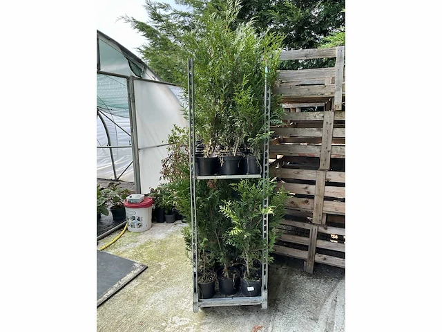 Overige bomen en planten - thuja atrovirens (33x) - afbeelding 6 van  7