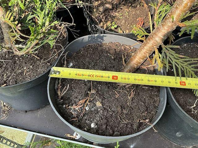 Overige bomen en planten - thuja atrovirens (33x) - afbeelding 7 van  7