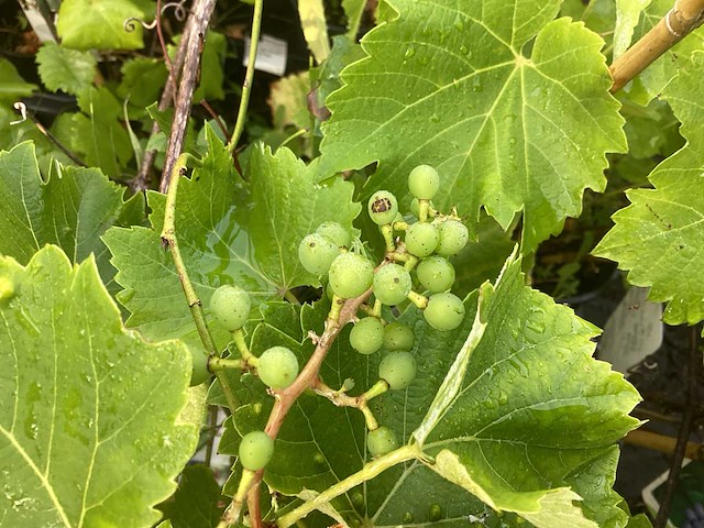 Overige bomen, planten en potten (50x) - afbeelding 5 van  10