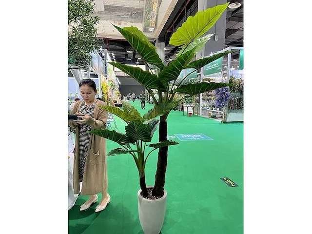 Palm boom - afbeelding 1 van  1