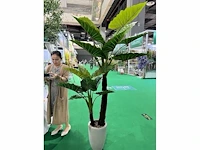 Palm boom - afbeelding 1 van  1