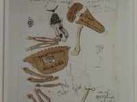 Panamarenko - kip archaeopterix - afbeelding 2 van  2