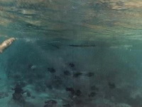 Panamarenko - reis naar egypte - afbeelding 3 van  3