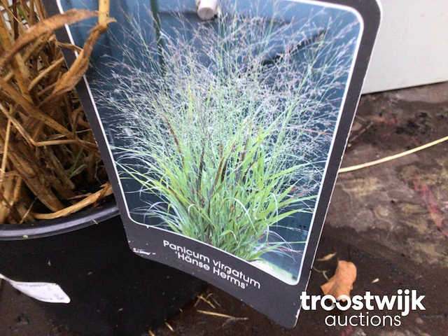 Panicum virgatum hanse hermes - afbeelding 1 van  3