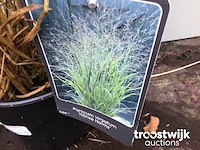 Panicum virgatum hanse hermes