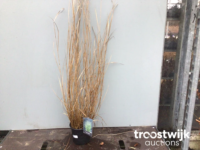 Panicum virgatum hanse hermes - afbeelding 2 van  3