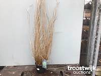 Panicum virgatum hanse hermes - afbeelding 2 van  3
