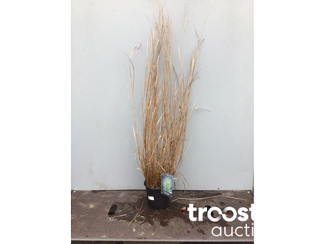 Panicum virgatum hanse hermes - afbeelding 3 van  3