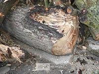 Partij brandhout - afbeelding 3 van  6