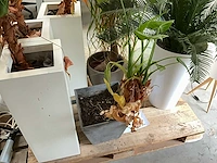 Partij decoratie - afbeelding 6 van  10
